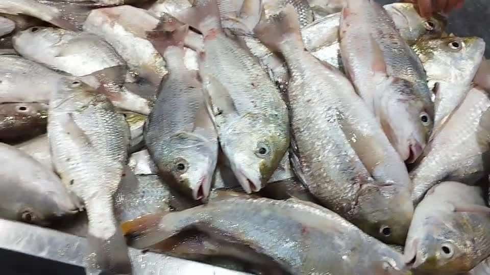 تصویر 2 از ماهی کپور سیستان محصولی خوش پخت با طعم بومی و ارزش غذایی مطلوب